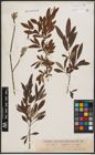 Salix aurita L. x Salix viminalis L.